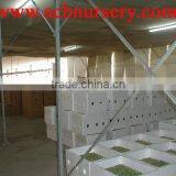 Lucky Bamboo Straight Bamboo Dracaena Sanderiana thumbnail-3