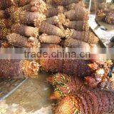 Cycas Revoluta Bare Root Without Leaves thumbnail-1