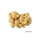 Sell Fresh Gingers thumbnail-1