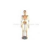 Sell Manikin Human Skeleton thumbnail-1