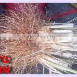 Root of Vetiver grass