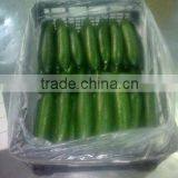 2016 Fresh Cucumbers / Wholesale Fresh cucumber / Bulk green youth cucumber