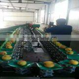 Cherry Tomato Sorter /sorting Machine/ Fruit Washing and Waxing Machine thumbnail-1