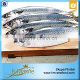 China Seafood Export Frozen Pacific Mackerel thumbnail-5