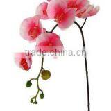 Silk Phalaenopsis Orchid/Phalaenopsis Hybrid thumbnail-1