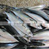 200-300g Scomber Japonicus Frozen Mackerel Whole Round