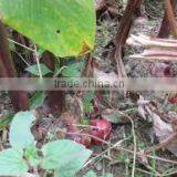 Arrowroot Starch thumbnail-3