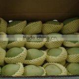 FRESH MANGOS WITH BEST PRICE AND GOOD QUALITY