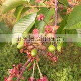 Bagged 18 Degree Sugar Content of China Fresh Cherries thumbnail-5