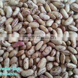 2012 , 2013 Light Speckled Kidney Bean With Cheapest Price ,LSKB, Long Shape thumbnail-2