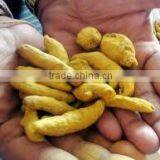 ORGANIC TURMERIC FINGERS thumbnail-1
