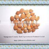 Naturally Grown COMMON Bitter Apricot Kernels thumbnail-1