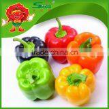 Not Hot Red Pepper Round Sweet Pepper thumbnail-2