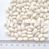 white kideny beans ( crops 2013 )