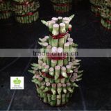 Lucky bamboo tower (4 layers)