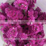 First Class Pink Statice Export Without Middleman For Home Decoration thumbnail-4