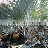 Bismarckia Nobilis - From 75/100 Plant Height in 8 Liters Pot thumbnail-2