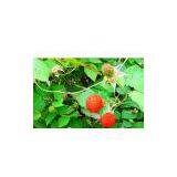 Transfer Printing|Supply Printing Pattern|printed Pattern|Heat Transfer Printing Paper|Transfer Printing|printing thumbnail-1