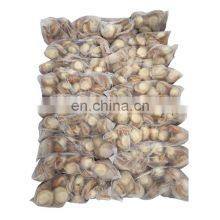 High Quality Dried Scallop Meat for Sale