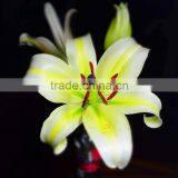 lilium brownii flower fresh cut flowers from kunming