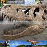 MY Dino-C086 Museum t Rex Dinosaur Head Skeleton thumbnail-5