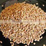 Fenugreek Seed Exporters thumbnail-4