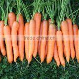 Wholesale Fresh Organic Carrot on Hot Sale thumbnail-1
