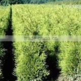 Thuja Brabant Occidentalis Woody Plants