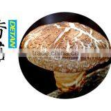 4-5cm Top Quality Dried White Shiitake Mushroom thumbnail-5