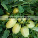 Marina F1 (Pelleted) Hybrid Tomato Seeds thumbnail-3