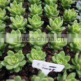 Potted or Unrooted Indoor Plants Succulents Bonsai thumbnail-1