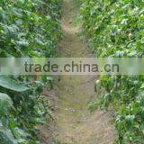 Potassium Humate Organic Fertilizer for Industry Petroleum Driling thumbnail-6