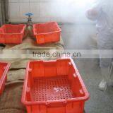 IQF Blue Mussel Without Shell thumbnail-4