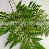 Best Selling Decorative Cut Leaf Learth Fern For Wedding Car Wholesale From YUNNAN thumbnail-2