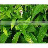 Kalmegh Dry Extract thumbnail-2