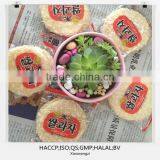 Asian Sweet Snow Rice Cracker thumbnail-1