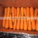 [Hot sale]Chinese Fresh Carrot