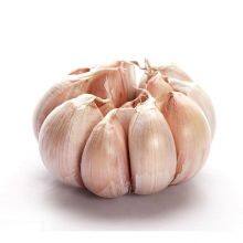 Garlic Extract Allicin 1%, Allium sativum bulb extract powder 5:1 orderless, Garlic powder feeding, Yongyuan Bio