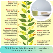Amino Acid Powder Fertilizer Micronutrients Chelated Trace Elements 10% for Agriculture Crops thumbnail-3