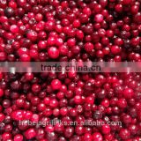 Frozne style fresh Chinese lingonberrry