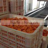 Various Shape Frozen Fresh IQF Carrots for Export thumbnail-4