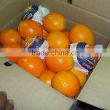 Fresh Mandarin thumbnail-1