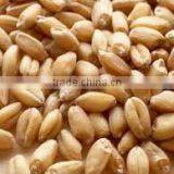 Wheat Machine thumbnail-5