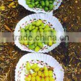 NEEM SEEDS thumbnail-2