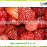 Hot Sale Fresh Frozen IQF Strawberry Products thumbnail-4