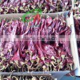 2015 Dry Sweet Pepper thumbnail-2