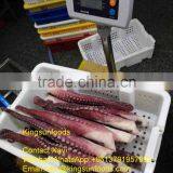 Wholesale Grade A Octopus Tentacle Price For Sale