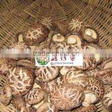 Export Flower Shiitake Mushroom Dried From Fresh Raw Material thumbnail-2