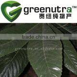 Loquat Leaf Extract Powder