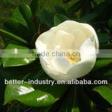 20L Pure Plants Essential Oil Making Machine for Plants on Sale (EC) thumbnail-1